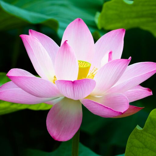 Close-up of a vibrant pink lotus flower in full bloom with lush green leaves background.